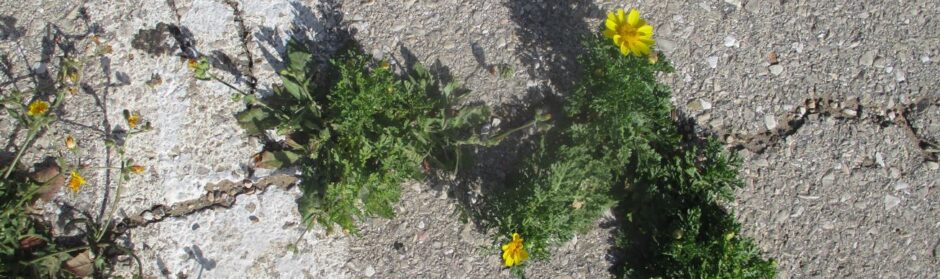 Strassenbegleitgrün